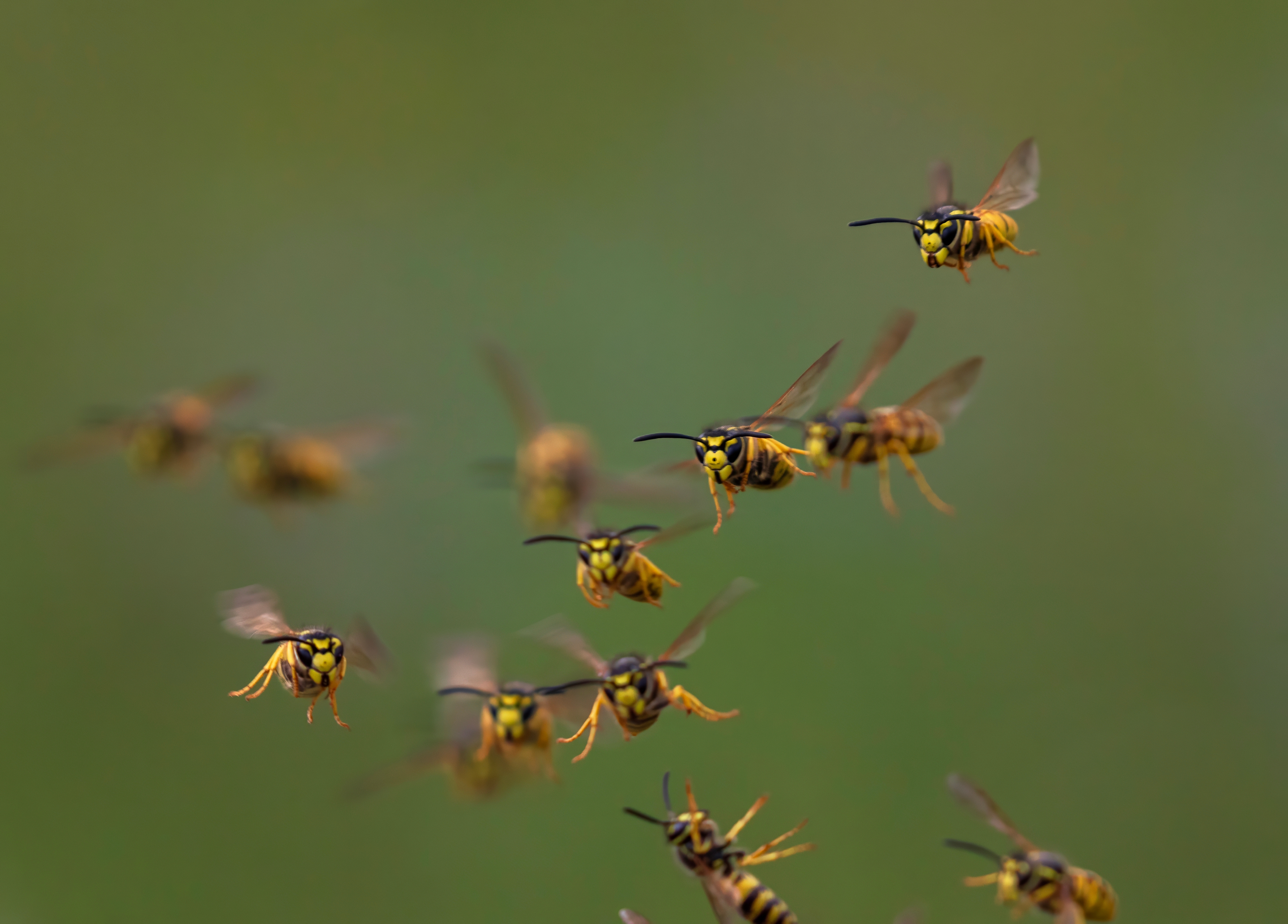 Shutterstock/ Bachkova Natalia
