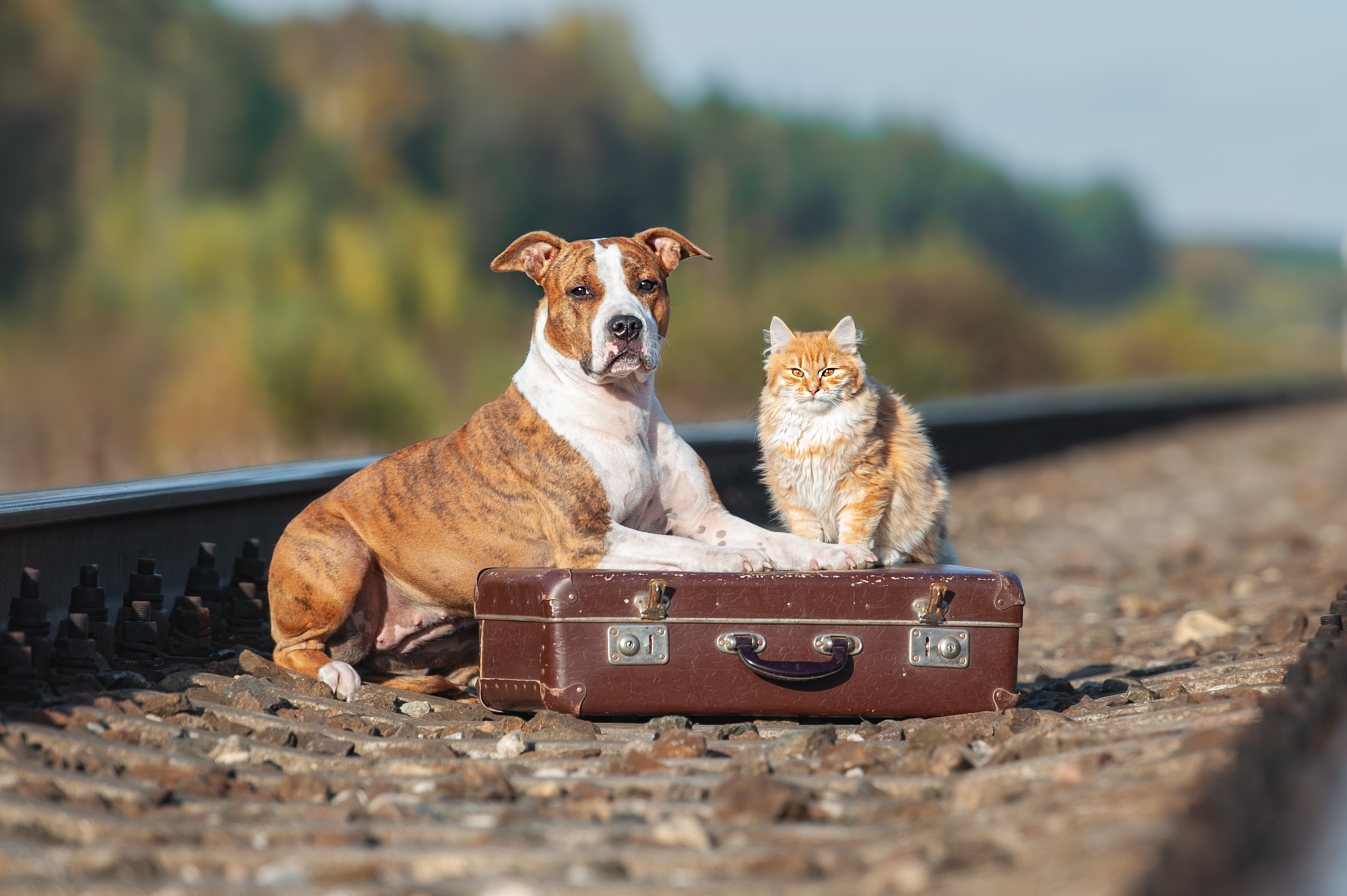 Shutterstock/  Rita_Kochmarjova